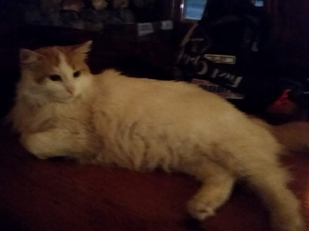 Ski Bowl Cat