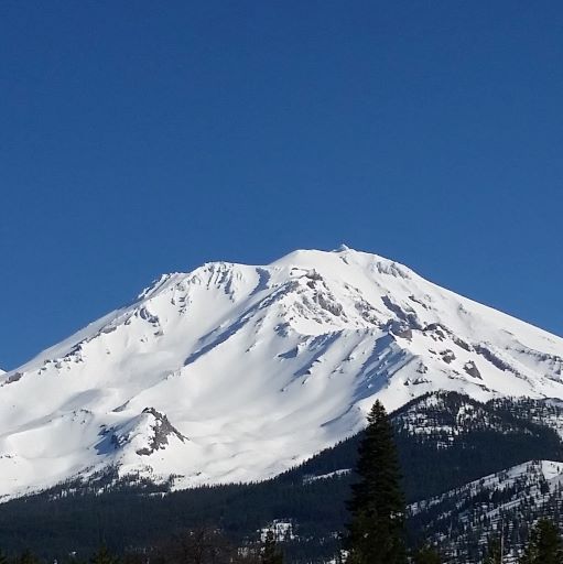 Bluebird Shasta
