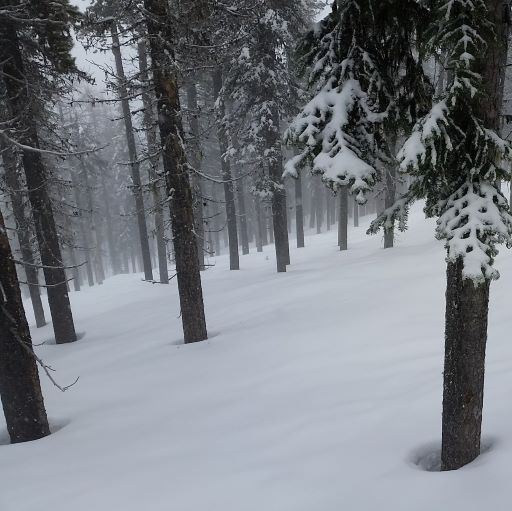 Glades Skiing