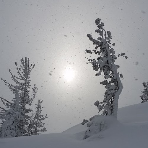 Snowshine