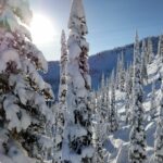 Snowy trees