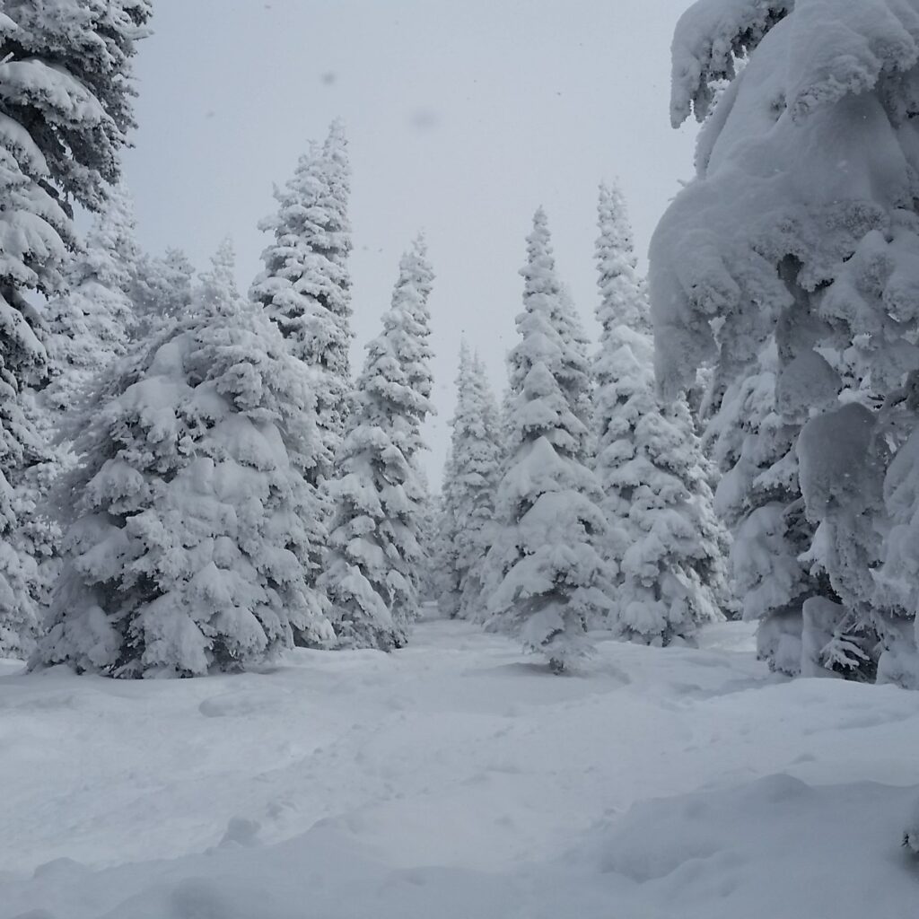 Pebble Creek tree skiing