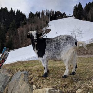 Goat at a ski resort