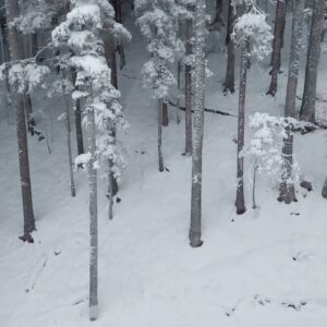 Snowy Trees