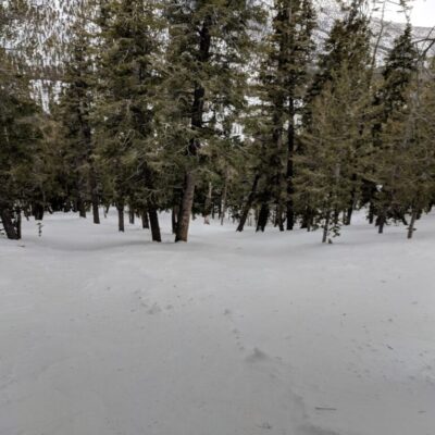 Tree skiing